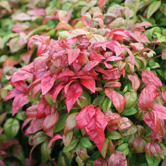 2" Nandina domestica 'Fire Power' Live Plants (15 Pack) - Fully Rooted, Evergreen Shrubs for Garden Landscaping