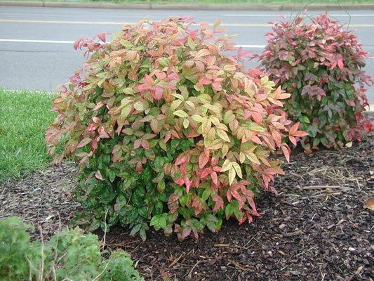 2" Nandina domestica 'Fire Power' Live Plants - 24 Pack, Fully Rooted, Eco-Friendly Gardening Supplies