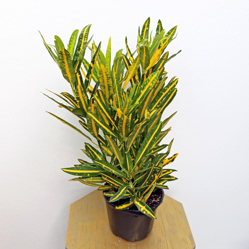 LIVE 6 Inch Pot Croton Sunny Star - Tropical Houseplant, Codiaeum Variegatum, Indoor Plant Gift, Yellow & Green Foliage