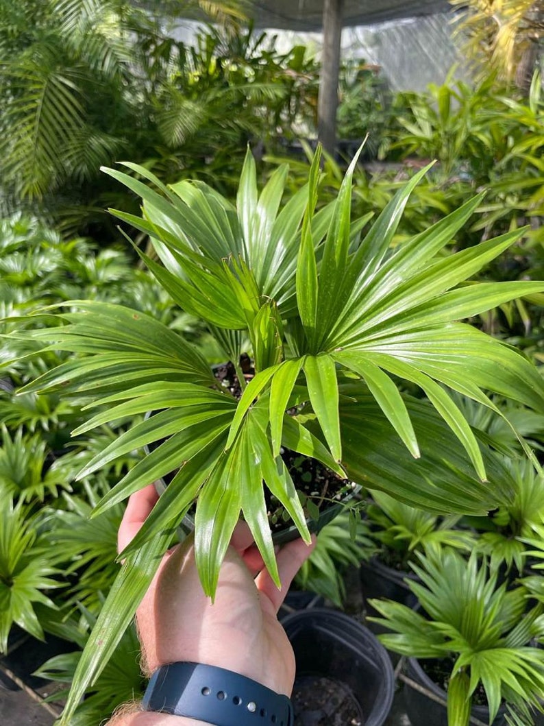 Roundleaf Fan Palm Live Plant - Livistona rotundifolia - Outdoor Grown, Minor Blemishes, Healthy and Inspected