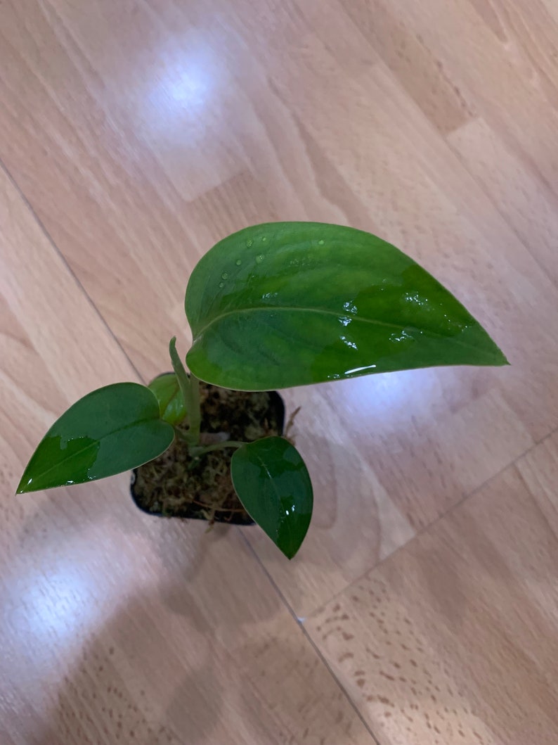 Baby Monstera Plant in 6 Inch Pot - Monstera Spruceana with Velvety Leaves - Rare Climbing Houseplant - Epiphytic Variety