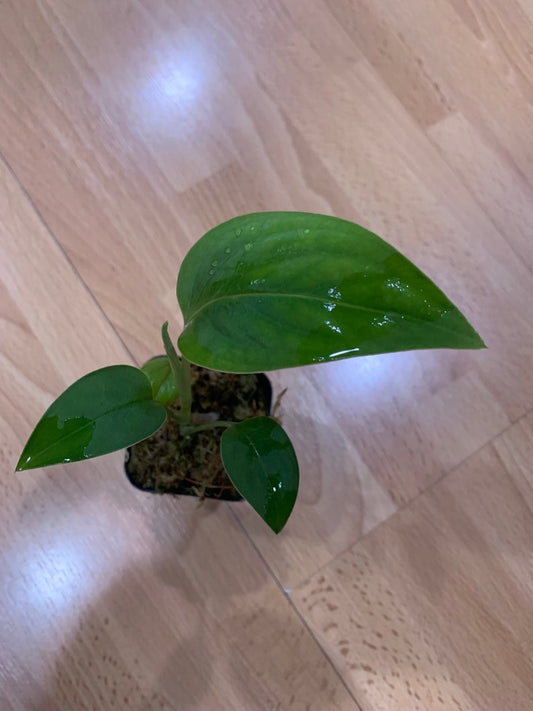 Baby Monstera Plant in 6 Inch Pot - Monstera Spruceana with Velvety Leaves - Rare Climbing Houseplant - Epiphytic Variety