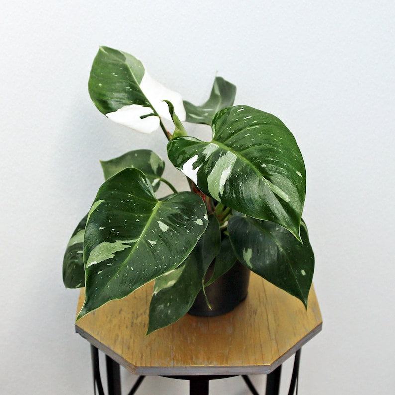 LIVE 6 Inch Philodendron White Princess, Rare Variegated Houseplant, Philodendron erubescens, Perfect Gift for Plant Lovers