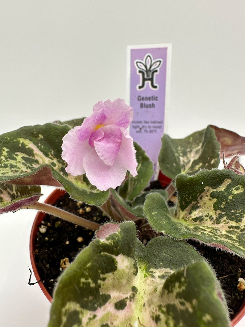 Live African Violet Plant - 4" Genetic Blush - Blooming Houseplant - Saintpaulia
