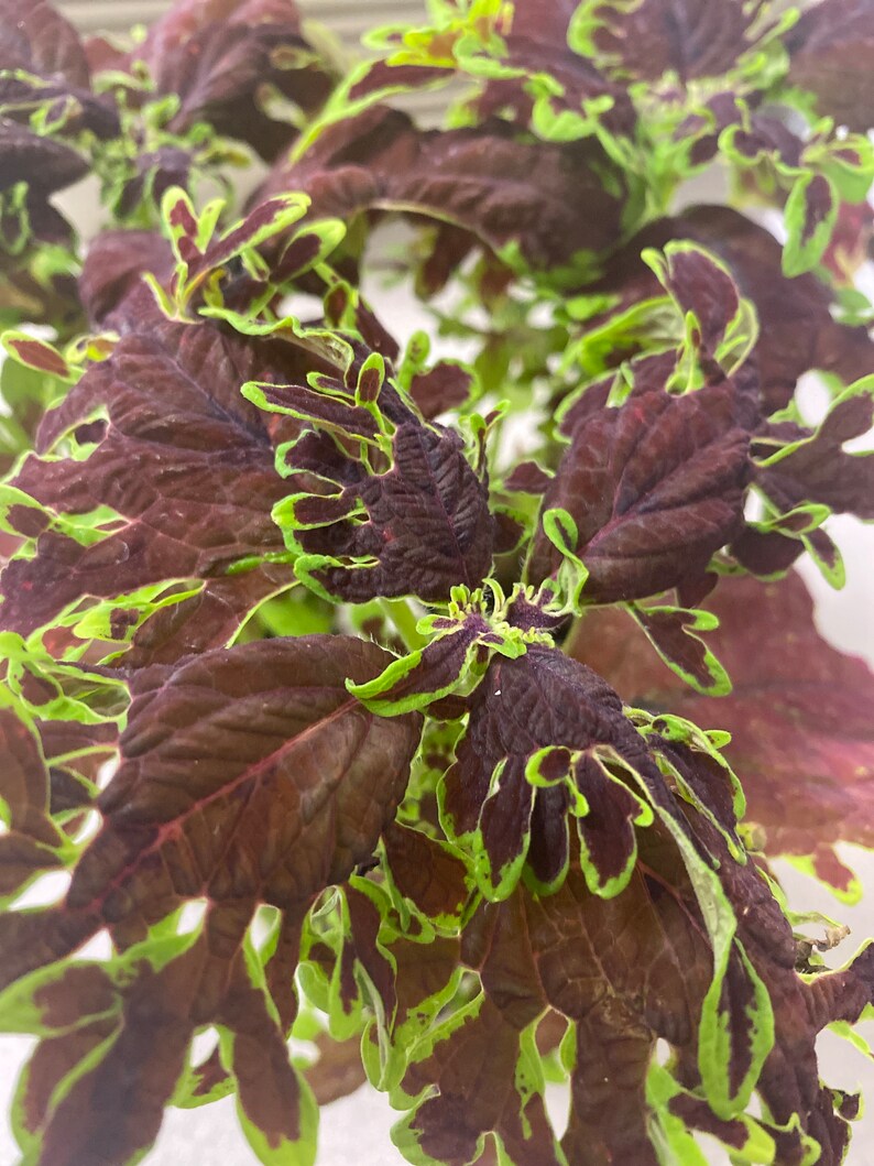 Coleus Starter Plant 4-6" Giant Fantasy, Vibrant Ornamental Foliage, Easy-Care, Non-GMO, Solenostemon Scutellarioides