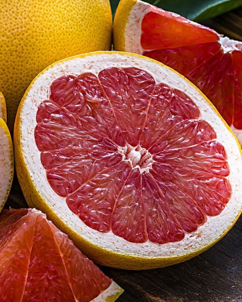 Pink Grapefruit Tree, Grafted 3ft Tall, Citrus × paradisi, No Shipping CA