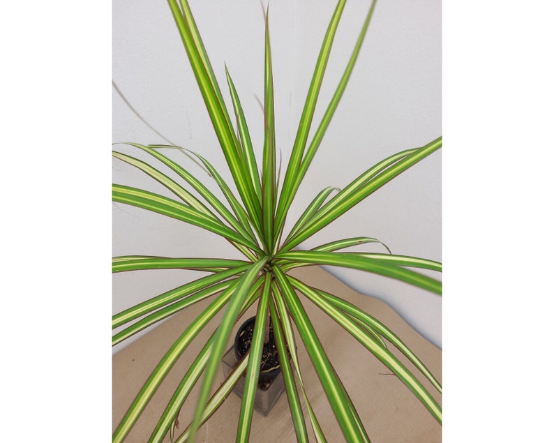 Variegated Dracaena Marginata Kiwi Plant in 4" Pot - Colorful Dragon Tree with Red Edges, Easy Care Houseplant