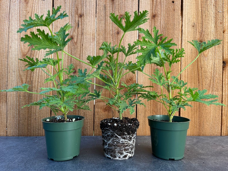 Citronella Plants 4” Pot, Mosquito Plant, Aromatic Green Leaves, Cymbopogon nardus - Set of 3, Indoor/Outdoor Gardening