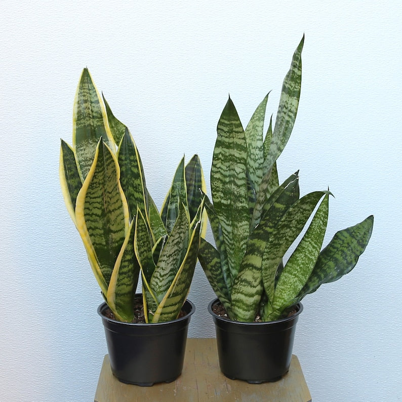 Live Sansevieria Superba & Robusta Snake Plant Combo - 6 Inch Pots - Indoor Air Purifying Plants - Mother-In-Law’s Tongue