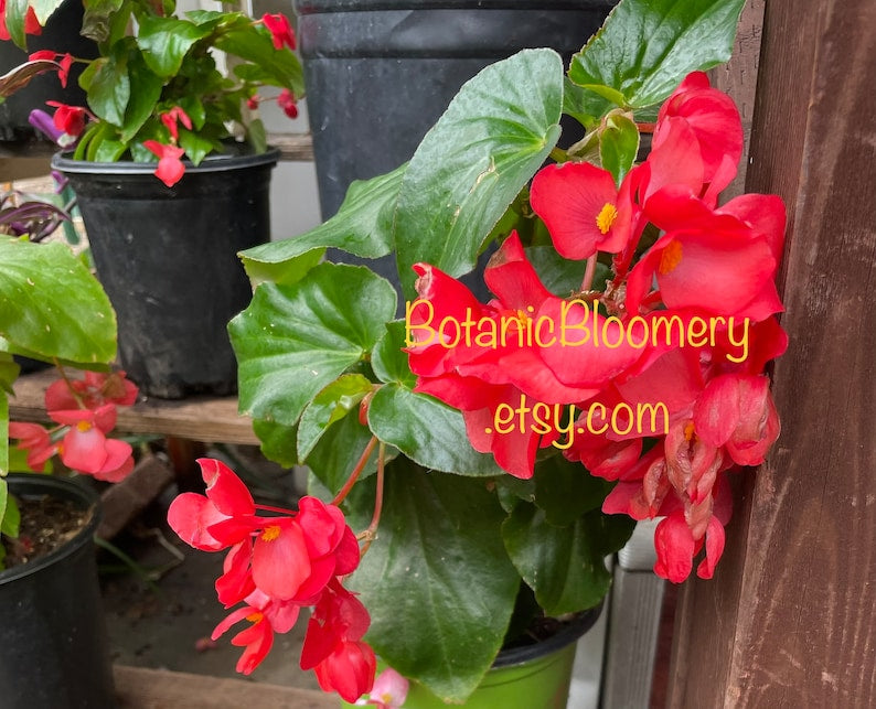 Dragon Wing Begonia Plant - 4 Inch Pot - Blooming Now - Angelwing Begonia Hybrid - Low Maintenance and Shade Tolerant