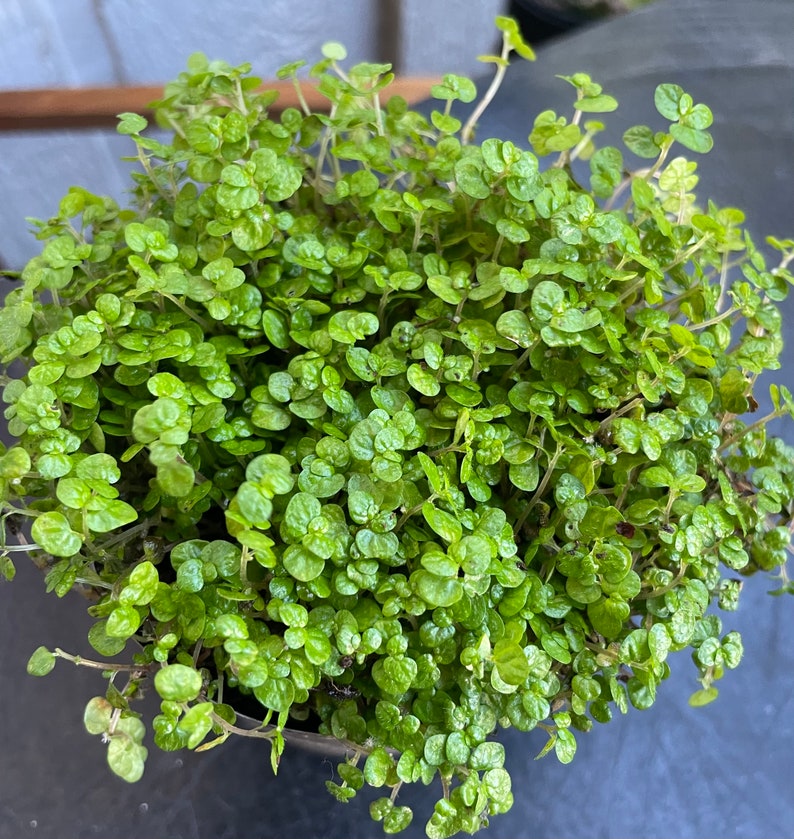 Baby Tears Plant - 3 Inch Pot - Soleirolia soleirolii - Delicate Ground Cover with Round Leaves - Indoor/Outdoor Suitable