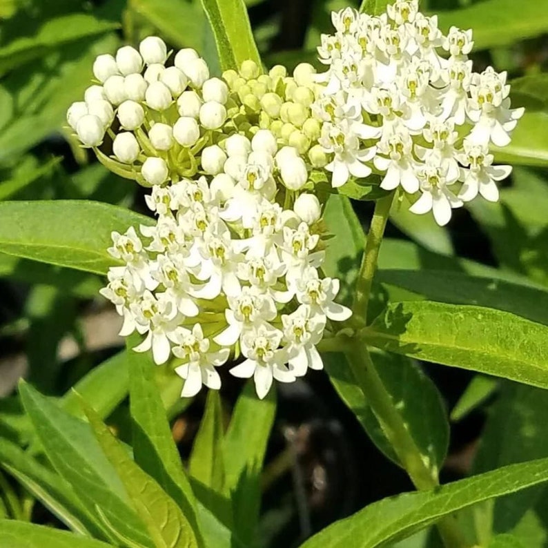 Milkweed Live Plants - 2 White Swamp Milkweed Starter Plants - Asclepias perennis for Butterfly Garden - Attract Pollinators