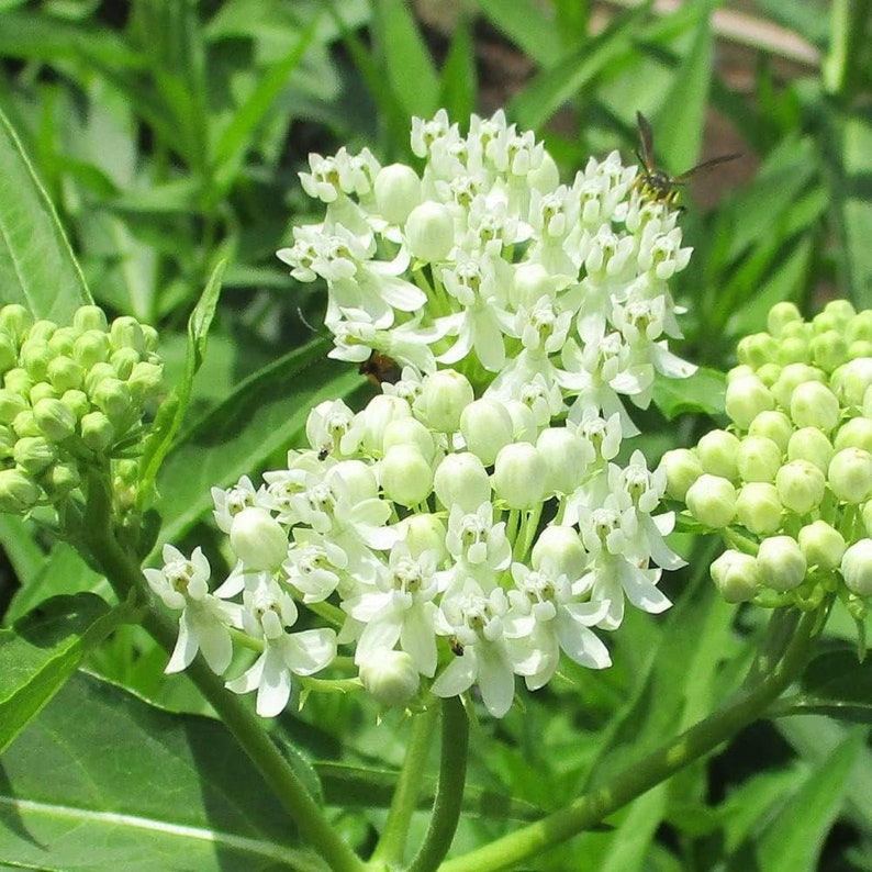 White Milkweed Live Plant - Asclepias perennis - Butterfly Garden Perennial - Attracts Pollinators - Perfect for Flower Beds