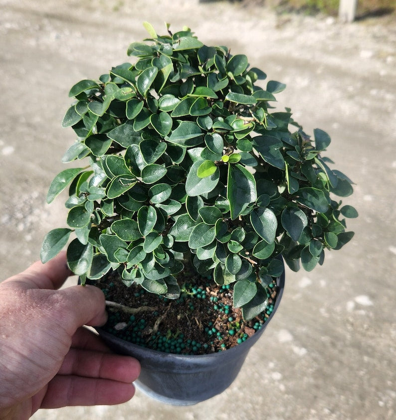 Gmelina philippensis Parrots Beak Bonsai Start Live Plant - Pre Bonsai Outdoor Grown - Minor Blemishes Possible