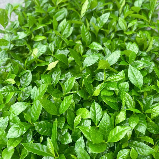 6 Pack Coffee Plants in 3" Pots, Arabian Coffee (Coffea Arabica), Office & Gift Plant, Indoor Air Purifier, Sympathy Gift