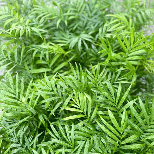 4 Pack Live Parlor Palm Plants 4" Pots Chamaedorea Elegans Neanthe Bella Indoor Houseplant Bundle Gift Set