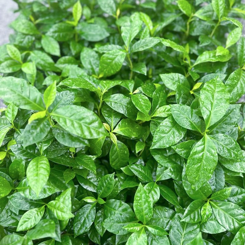 Coffee Plant 4-Pack, 4 Inch Pot, Arabian Coffee, Coffea Arabica, Indoor Houseplant, Fragrant Gift, Plant Mom Dad Gift