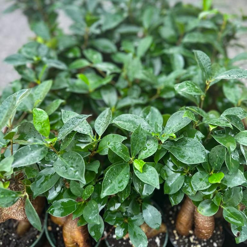 4 Pack Live Ficus Bonsai Plants, 4 Inch Pots, Ginseng Ficus, Ficus Retusa, Indoor Potted Plants, Unique Gifts for Home Decor