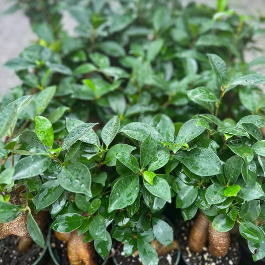 4 Pack Live Ficus Bonsai Plants, 4 Inch Pots, Ginseng Ficus, Ficus Retusa, Indoor Potted Plants, Unique Gifts for Home Decor