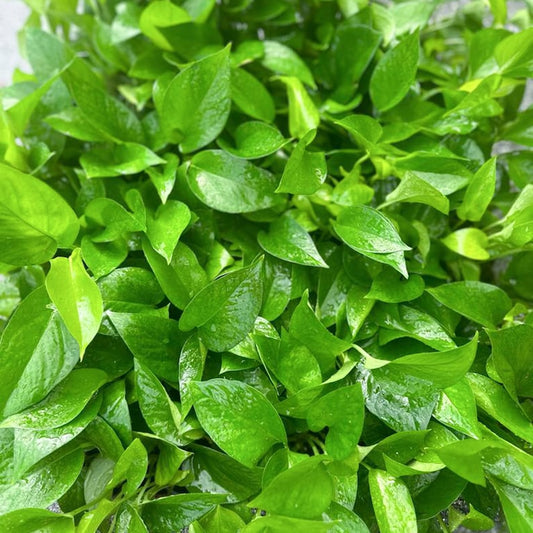 4 Pack Live 4" Jade Pothos Plants - Devil's Ivy, Epipremnum Aureum - Ideal Trailing Office Plants, Indoor Air Purifiers