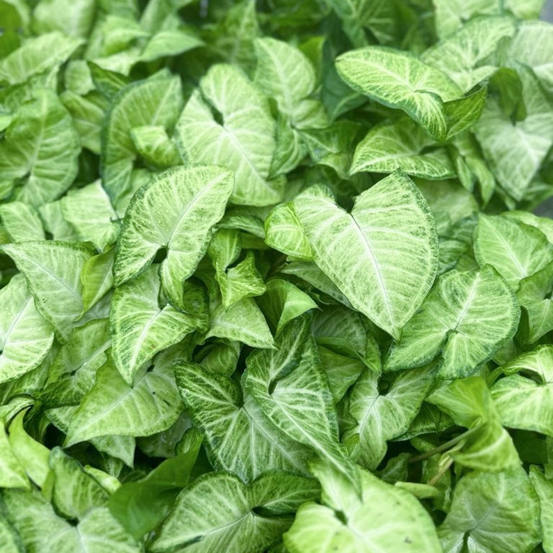 4 Pack Live Syngonium White Butterfly Plants in 4 Inch Pots - Syngonium Podophyllum, Arrowhead Houseplant, Easy Care Decor