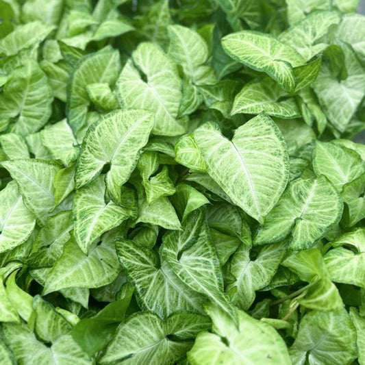 4 Pack Live Syngonium White Butterfly Plants in 4 Inch Pots - Syngonium Podophyllum, Arrowhead Houseplant, Easy Care Decor