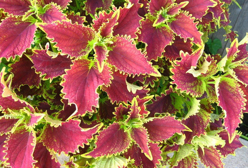 Coleus Big Chief Live Starter Plant, 4-6” Vibrant Ornamental Foliage, Solenostemon Scutellarioides, Low-Maintenance Indoor/Outdoor Plant