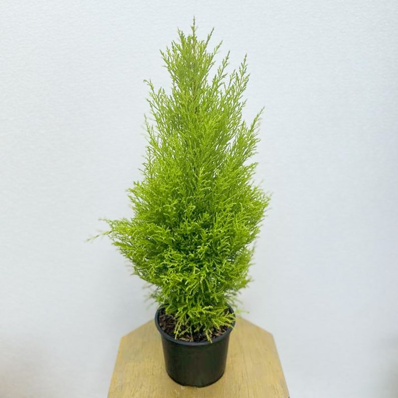 LIVE 6 Inch Pot Goldcrest Lemon Cypress | Cupressus Macrocarpa Goldcrest Wilma | Dwarf Evergreen Houseplant Gift
