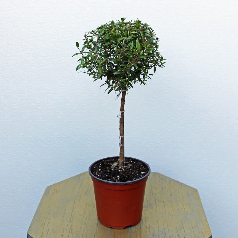 LIVE Myrtle Topiary Plant in 4 Inch Pot, Myrtus Communis, Evergreen Bonsai Tree, Ideal Gift for Plant Lovers and Housewarmings
