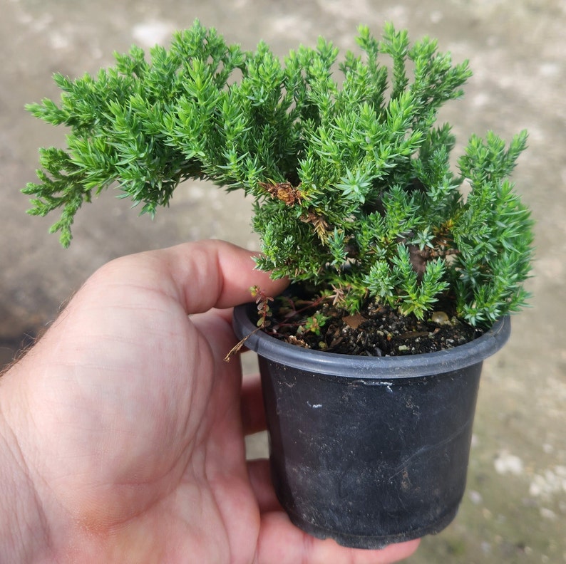 Procumbens Nana Juniper Bonsai Start - Live Pre Bonsai Plant