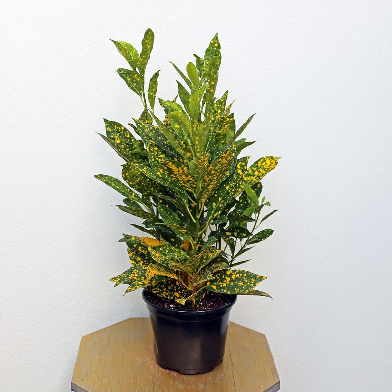 LIVE 6 Inch Pot Croton Gold Dust, Tropical Houseplant, Codiaeum Variegatum "Gold Dust", Indoor Potted Plant for Home or Office