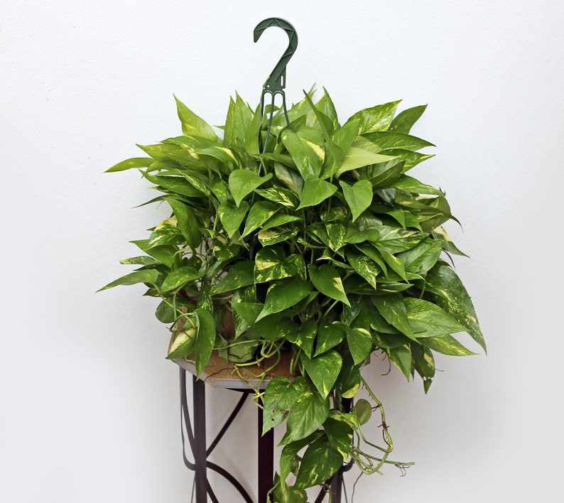 LIVE 8 Inch Hanging Pot Goldstream Vine Pothos - Rare Indoor Plant for Home Decor - Epipremnum aureum