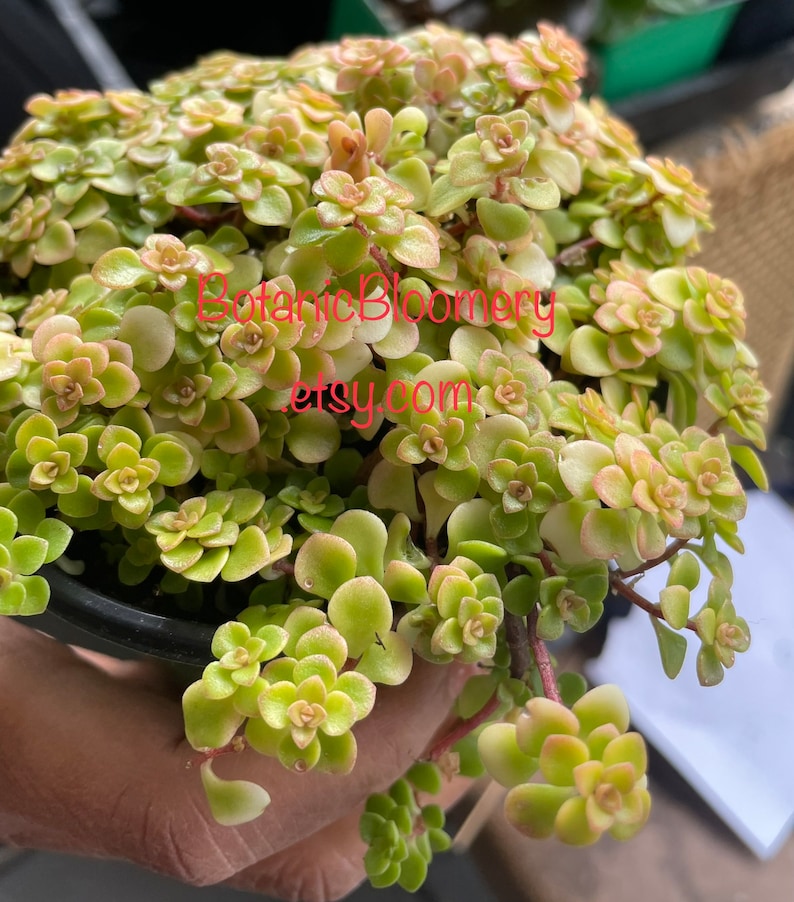 Sedum Makinoi "Ogon" 4 Inch Pot - Golden Japanese Stonecrop - Low-Maintenance Succulent with Mini Yellow Flowers