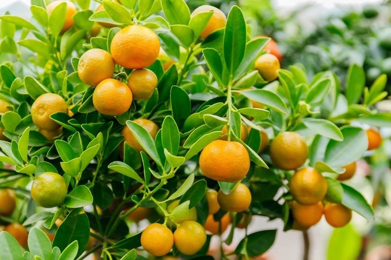 Dwarf Calamondin Tree in One Gallon Pot with Flowers and Fruit - Citrofortunella mitis