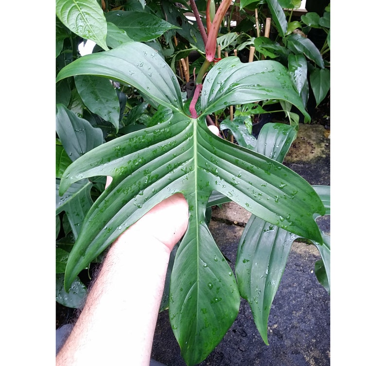 Hybrid Philodendron Cutting - Squamiferum x Pedatum - Textured Red Petioles - Philodendron x 'Florida Compacta' - Rare Plant