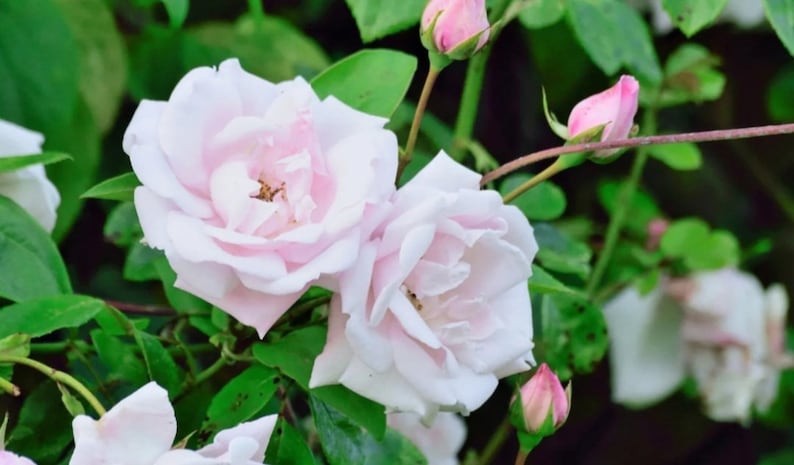 Climbing Rose Plant Starter - New Dawn Variety, Blush Pink to White, Rosa 'New Dawn' - 3-6" Stem Growth, Winter Hardy