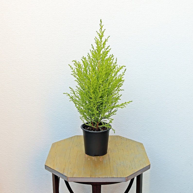 LIVE 4 Inch Pot Goldcrest Houseplant, Lemon Cypress, Cupressus Macrocarpa Goldcrest Wilma, Indoor Plant Gift for Plant Lovers