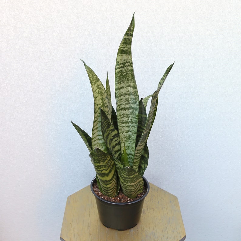 LIVE 6 Inch Sansevieria Snake Plant Robusta - Low Light Indoor Houseplant, Air Purifying, Evergreen Decor - Sansevieria Robusta