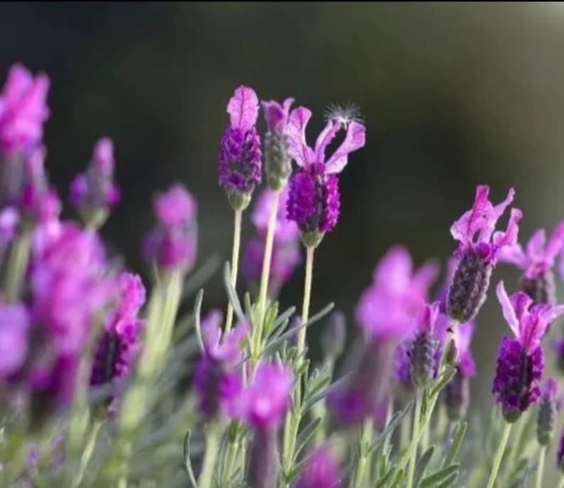 French Lavender Starter Plant - Lavandula Grosso - Purple Flowers - Ideal for Zones 6-10 - Perfect for Gardens and Containers