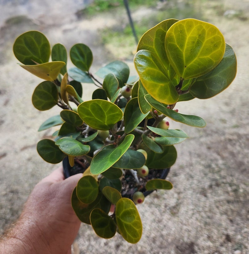 Ficus deltoidea Bonsai Starter Plant - Mistletoe Fig Pre-Bonsai - Live Outdoor Plant - Minor Blemishes May Be Present