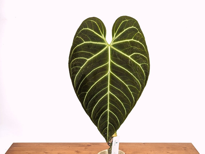 Anthurium Regale Plant - 3 Sizes Available - Tropical Houseplant - Exotic Indoor Plant - Anthurium spp.