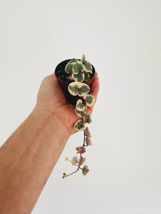 Variegated String of Hearts Plant - 2” Pot - Pink, Yellow, Cream, White - Easy Care Houseplant - Ceropegia woodii
