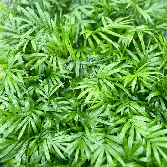 12 Pack Live Parlor Palm 3" Pots Chamaedorea Elegans Indoor Plant Gift for Home & Office, Mom Birthday, Plant Lover Gift
