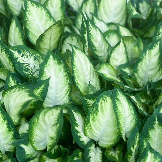 12 Pack Live 3" Pot Dieffenbachia Dumb Cane Plants - Indoor Houseplant Gift - Easy Care Houseplant - Dieffenbachia spp.