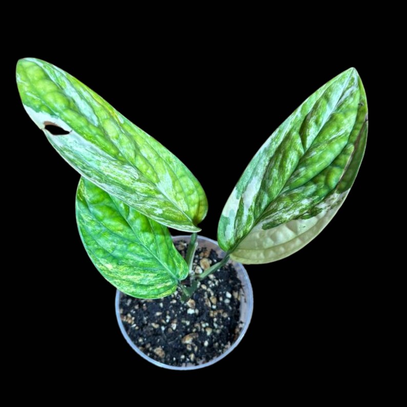 Variegated Monstera Peru Plant in 4" Pot | Rare Live Houseplant | Air Purifying Indoor Plant | Monstera karstenianum
