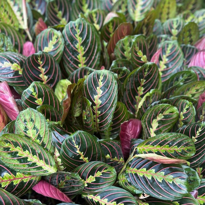 red praying plant 12 Pack Live 3" Red Maranta Prayer Plant, Herringbone Plant, Indoor Tr – Sejahtera Seeds and Bulbs