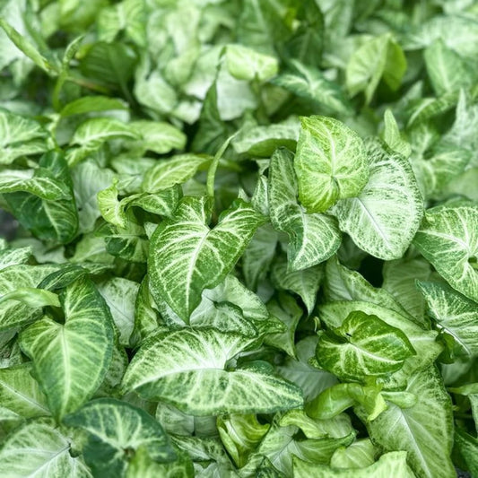12 Pack Live 3" White Butterfly Syngonium Arrowhead Plants - Syngonium Podophyllum - Gift for Plant Lovers and Grandparents