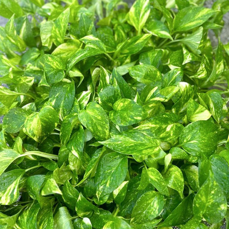 6 Pack Live Golden Pothos Plants in 3" Pots, Easy Care Houseplant, Epipremnum aureum, Perfect Sympathy & Office Gifts