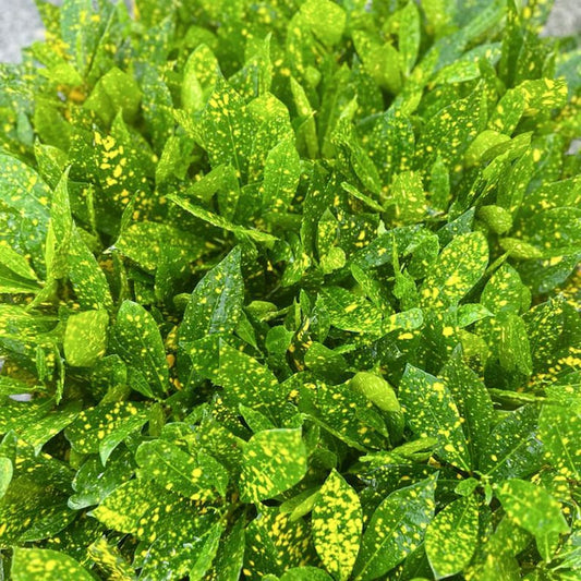 12 Pack Live Croton Gold Dust Plants, 3" Pots, Variegated Houseplant, Codiaeum Variegatum “Gold Dust”, Indoor Decor Gift