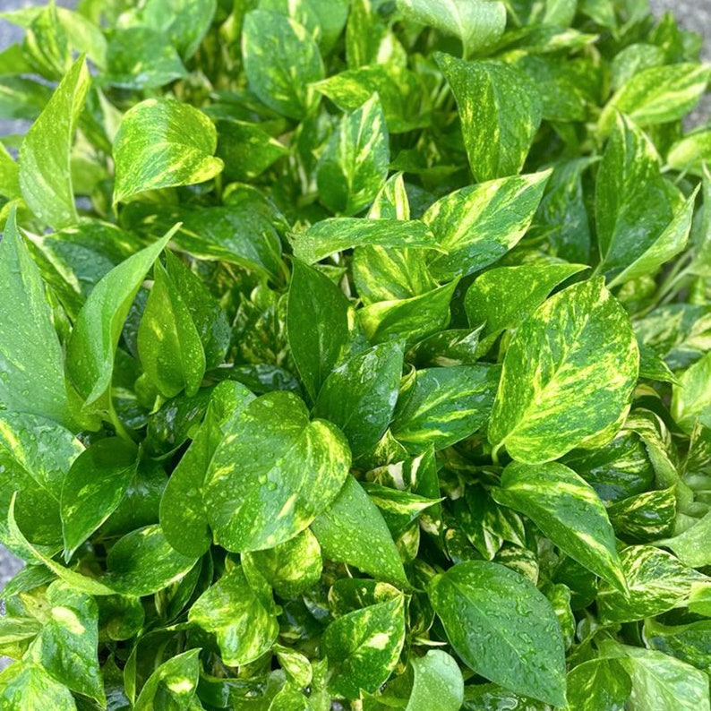 4 Pack Live Golden Pothos Plants 4" Pot Devil’s Ivy Indoor Trailing Plant (Epipremnum aureum) | Home Decor, Sympathy Gift